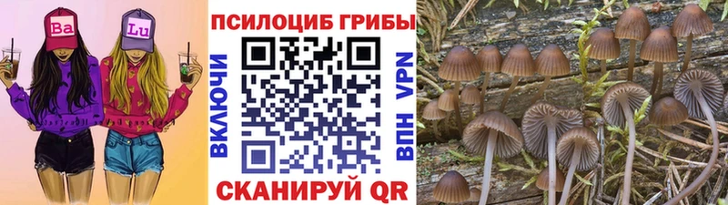 Псилоцибиновые грибы Cubensis  KRAKEN как войти  Мурино 