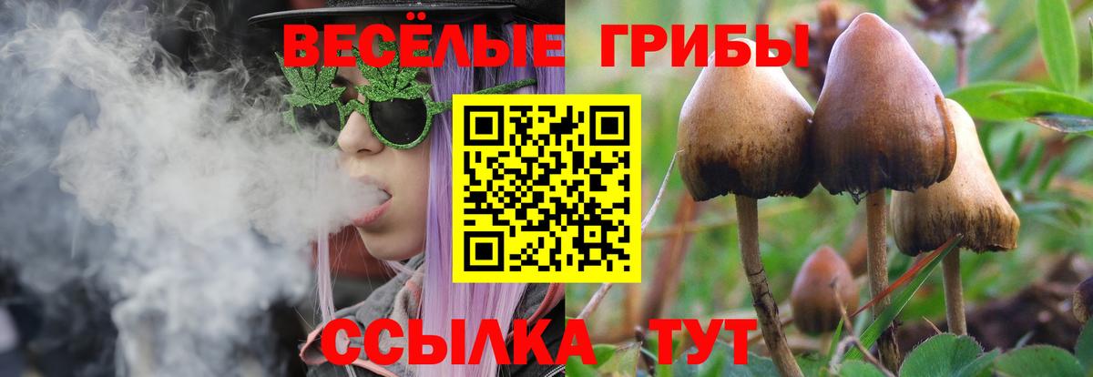 продажа наркотиков  Вход с VPN  Псилоцибиновые грибы GOLDEN TEACHER  Мурино  Галлюциногенные грибы Psilocybine cubensis 
